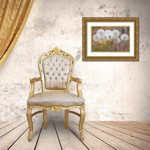 Washington, Wenatchee NF Salsify seed heads Gold Ornate Wood Framed Art Print with Double Matting by Paulson, Don