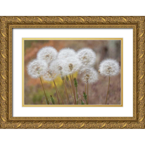 Washington, Wenatchee NF Salsify seed heads Gold Ornate Wood Framed Art Print with Double Matting by Paulson, Don