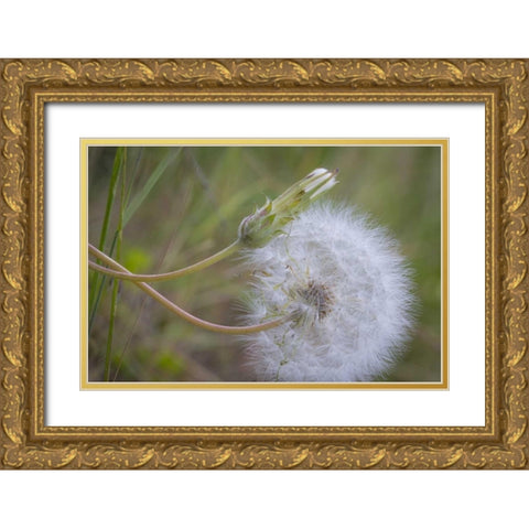 Washington State, Wenatchee NF Salsify seed head Gold Ornate Wood Framed Art Print with Double Matting by Paulson, Don