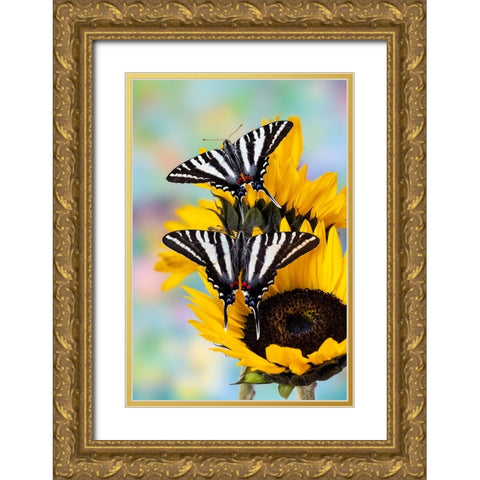 USA- Washington State- Sammamish. Zebra swallowtail butterfly on sunflower Gold Ornate Wood Framed Art Print with Double Matting by Gulin, Darrell