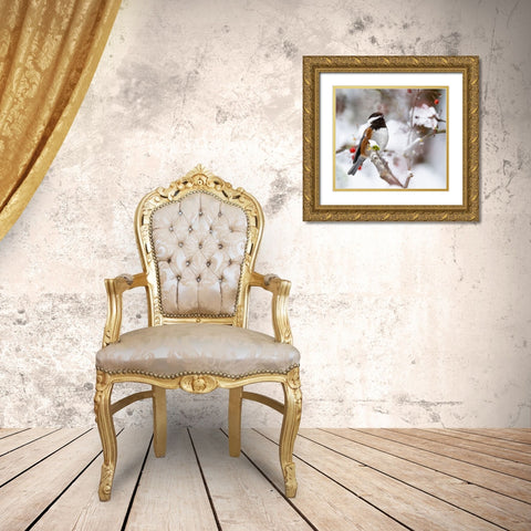 USA- Washington State- Sammamish. Chestnut Chickadee on snow covered Crabapple tree Gold Ornate Wood Framed Art Print with Double Matting by Gulin, Darrell