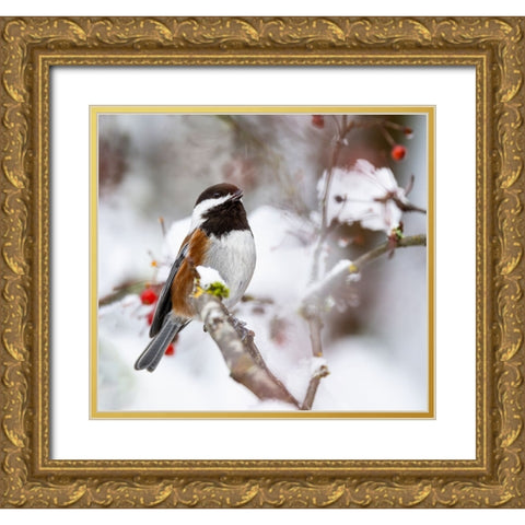 USA- Washington State- Sammamish. Chestnut Chickadee on snow covered Crabapple tree Gold Ornate Wood Framed Art Print with Double Matting by Gulin, Darrell