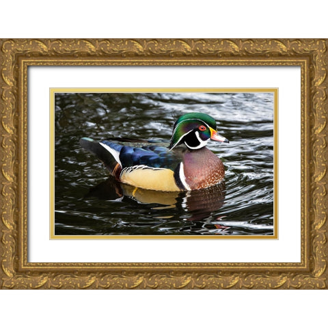 USA- Washington State- Sammamish. Yellow Lake with male drake wood duck Gold Ornate Wood Framed Art Print with Double Matting by Gulin, Darrell