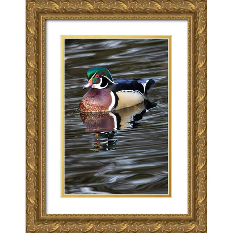 USA- Washington State- Sammamish. Yellow Lake with male drake wood duck Gold Ornate Wood Framed Art Print with Double Matting by Gulin, Darrell