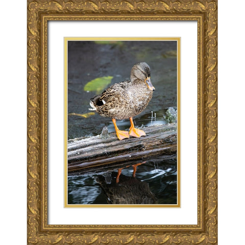 USA- Washington State- Sammamish. Yellow Lake with Female Mallard duck resting on floating log Gold Ornate Wood Framed Art Print with Double Matting by Gulin, Darrell
