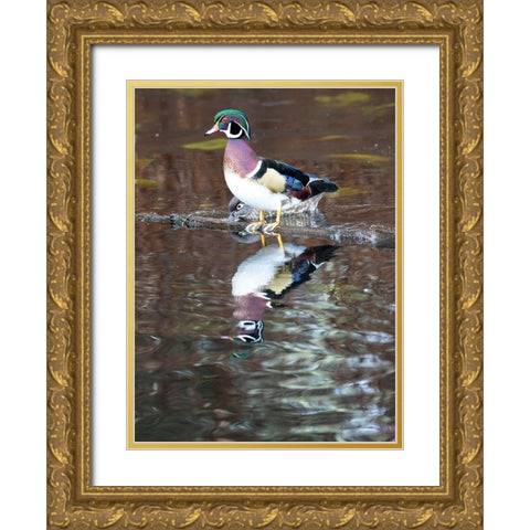 USA- Washington State- Sammamish. Yellow Lake with male drake wood duck Gold Ornate Wood Framed Art Print with Double Matting by Gulin, Darrell