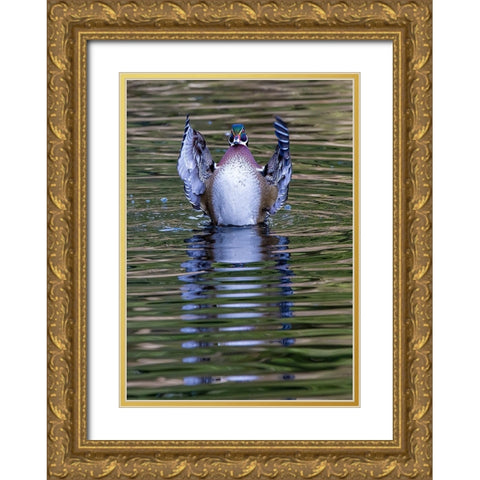 USA- Washington State- Sammamish. Yellow Lake and wood duck Stretching his wings Gold Ornate Wood Framed Art Print with Double Matting by Gulin, Darrell