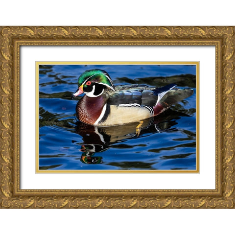 USA- Washington State- Sammamish. Yellow Lake with male drake wood duck Gold Ornate Wood Framed Art Print with Double Matting by Gulin, Darrell