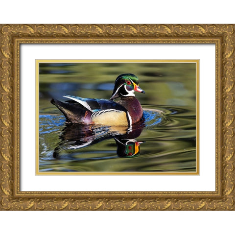 USA- Washington State- Sammamish. Yellow Lake with male drake wood duck Gold Ornate Wood Framed Art Print with Double Matting by Gulin, Darrell