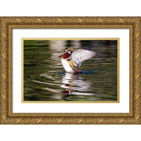 USA- Washington State- Sammamish. Yellow Lake with male drake wood duck flapping wings Gold Ornate Wood Framed Art Print with Double Matting by Gulin, Darrell