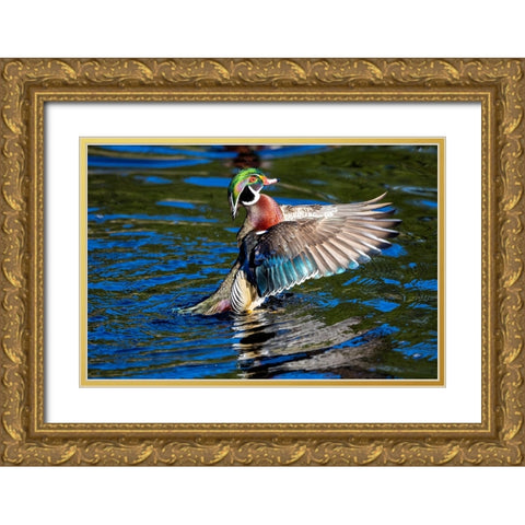 USA- Washington State- Sammamish. Yellow Lake with male drake wood duck flapping wings Gold Ornate Wood Framed Art Print with Double Matting by Gulin, Darrell