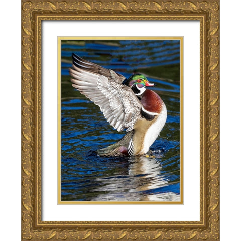 USA- Washington State- Sammamish. Yellow Lake with male drake wood duck flapping wings Gold Ornate Wood Framed Art Print with Double Matting by Gulin, Darrell