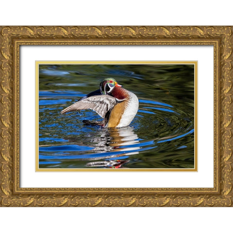 USA- Washington State- Sammamish. Yellow Lake with male drake wood duck flapping wings Gold Ornate Wood Framed Art Print with Double Matting by Gulin, Darrell