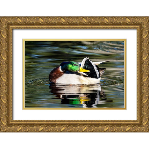USA- Washington State- Sammamish. preening Mallard Drake duck Yellow lake Gold Ornate Wood Framed Art Print with Double Matting by Gulin, Darrell