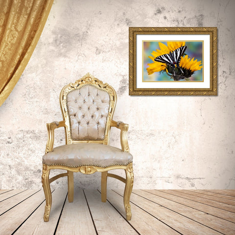 USA- Washington State- Sammamish. Zebra swallowtail butterfly on sunflower Gold Ornate Wood Framed Art Print with Double Matting by Gulin, Darrell