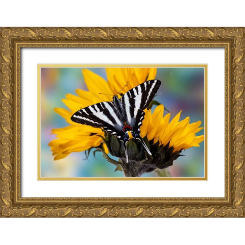USA- Washington State- Sammamish. Zebra swallowtail butterfly on sunflower Gold Ornate Wood Framed Art Print with Double Matting by Gulin, Darrell