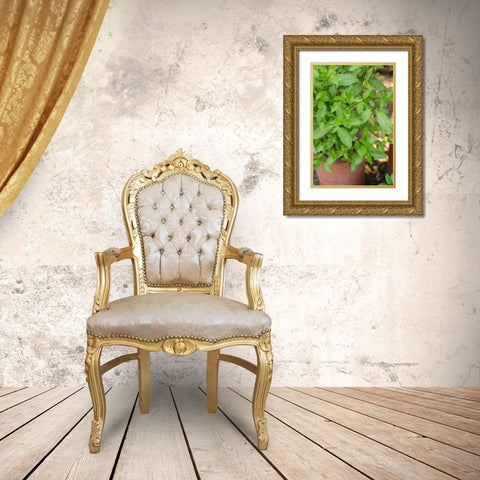 Bellevue-Washington State-USA Spearmint growing in a clay pot Gold Ornate Wood Framed Art Print with Double Matting by Horton, Janet