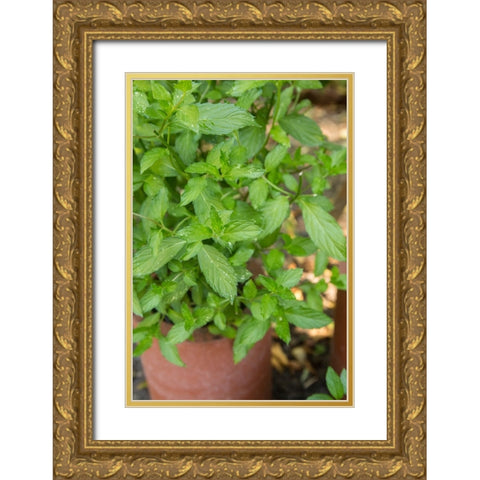 Bellevue-Washington State-USA Spearmint growing in a clay pot Gold Ornate Wood Framed Art Print with Double Matting by Horton, Janet