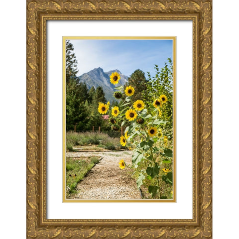 Leavenworth-Washington State-USA Helianthus Chrysanthemum flowered series sunflowers Gold Ornate Wood Framed Art Print with Double Matting by Horton, Janet
