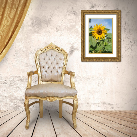 Issaquah-Washington State-USA Honeybee pollinating a sunflower on a sunny day Gold Ornate Wood Framed Art Print with Double Matting by Horton, Janet