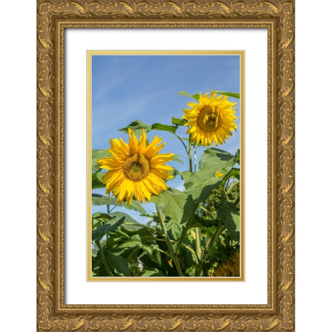 Issaquah-Washington State-USA Sunflower plants on a sunny day Gold Ornate Wood Framed Art Print with Double Matting by Horton, Janet