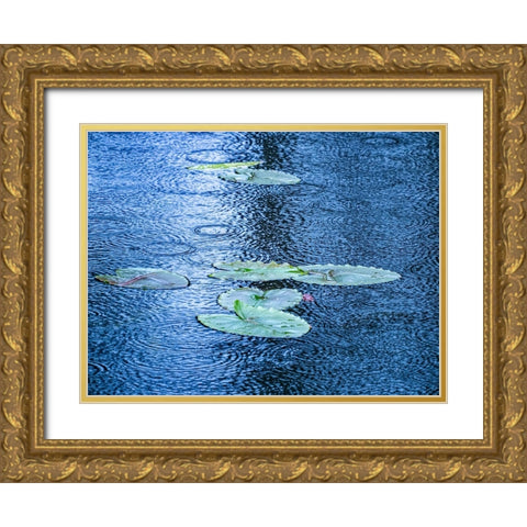 USA-Washington State-Pacific Northwest Sammamish trail Yellow Lake and lily pads in rain Gold Ornate Wood Framed Art Print with Double Matting by Gulin, Sylvia