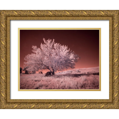 USA-Washington State-Palouse region-Lone tree in Field Gold Ornate Wood Framed Art Print with Double Matting by Eggers, Terry