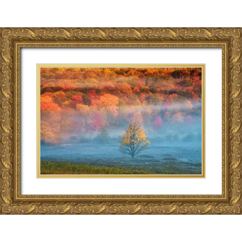 WV, Davis Mist and forest in autumn color Gold Ornate Wood Framed Art Print with Double Matting by OBrien, Jay