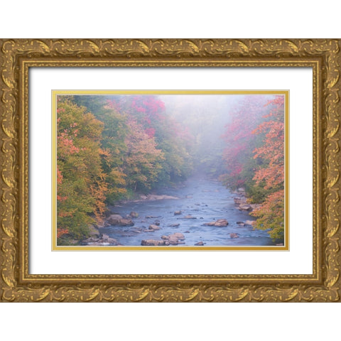 USA-West Virginia-Davis Foggy stream in Blackwater State Park Gold Ornate Wood Framed Art Print with Double Matting by Jaynes Gallery
