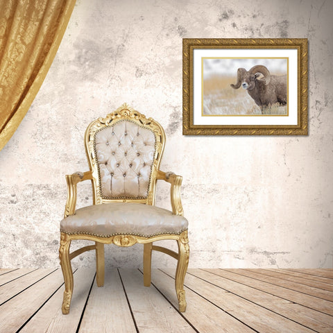 Bighorn sheep in winter Grand Teton National Park-Wyoming Gold Ornate Wood Framed Art Print with Double Matting by Jones, Adam