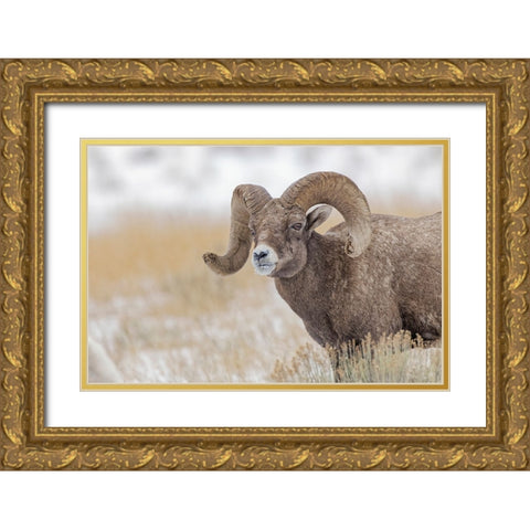 Bighorn sheep in winter Grand Teton National Park-Wyoming Gold Ornate Wood Framed Art Print with Double Matting by Jones, Adam