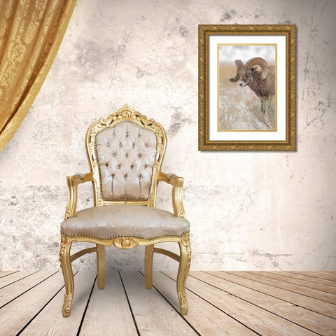 Bighorn sheep in winter Grand Teton National Park-Wyoming Gold Ornate Wood Framed Art Print with Double Matting by Jones, Adam