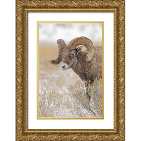 Bighorn sheep in winter Grand Teton National Park-Wyoming Gold Ornate Wood Framed Art Print with Double Matting by Jones, Adam