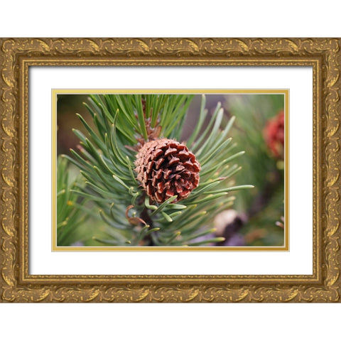 Lodgepole pine and pine cone-Yellowstone National Park-Wyoming Gold Ornate Wood Framed Art Print with Double Matting by Jones, Adam