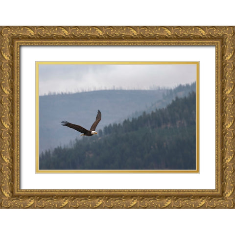 Bald eagle-flying-Yellowstone National Park-Wyoming Gold Ornate Wood Framed Art Print with Double Matting by Jones, Adam