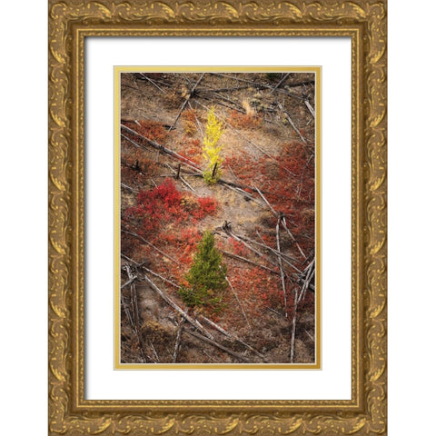 Red autumn Huckleberry vegetation and fallen trees-Yellowstone National Park-Wyoming Gold Ornate Wood Framed Art Print with Double Matting by Jones, Adam