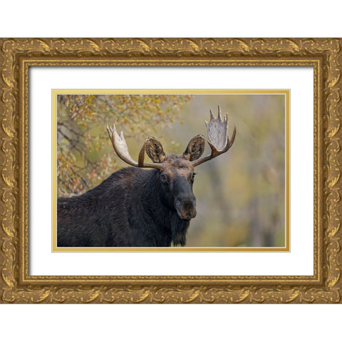 Bull moose-Grand Teton National Park-Wyoming Gold Ornate Wood Framed Art Print with Double Matting by Jones, Adam