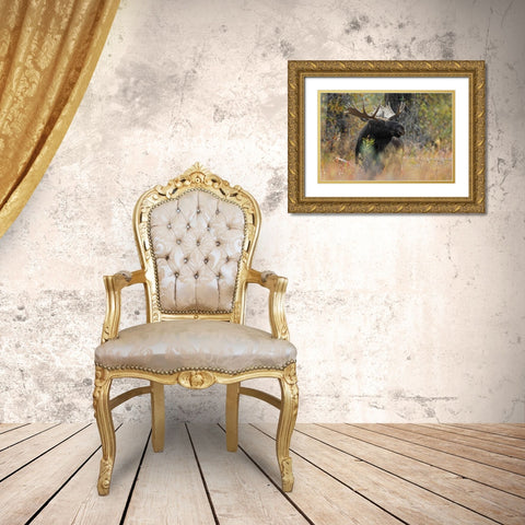Bull moose-Grand Teton National Park-Wyoming Gold Ornate Wood Framed Art Print with Double Matting by Jones, Adam