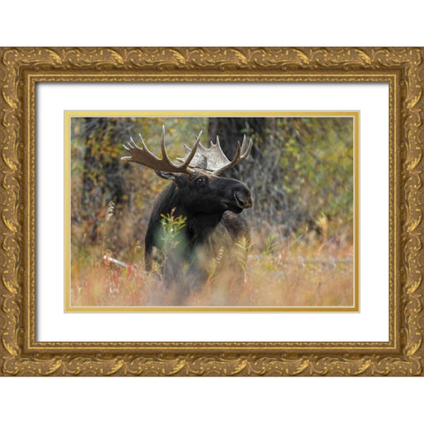 Bull moose-Grand Teton National Park-Wyoming Gold Ornate Wood Framed Art Print with Double Matting by Jones, Adam