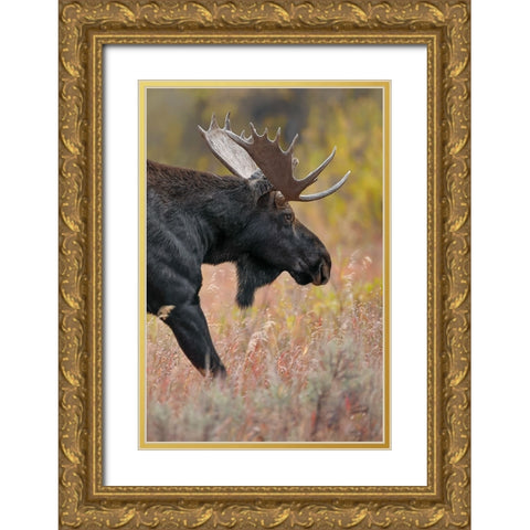 Bull moose-Grand Teton National Park-Wyoming Gold Ornate Wood Framed Art Print with Double Matting by Jones, Adam