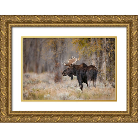 Bull moose-Grand Teton National Park-Wyoming Gold Ornate Wood Framed Art Print with Double Matting by Jones, Adam