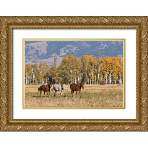 Horses just outside-Grand Teton National Park-Wyoming Gold Ornate Wood Framed Art Print with Double Matting by Jones, Adam