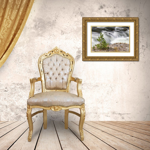 Small evergreen tree along Firehole River-Yellowstone National Park-Wyoming Gold Ornate Wood Framed Art Print with Double Matting by Jones, Adam