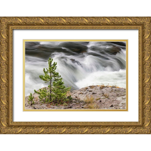 Small evergreen tree along Firehole River-Yellowstone National Park-Wyoming Gold Ornate Wood Framed Art Print with Double Matting by Jones, Adam