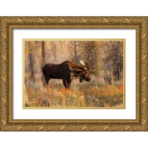 Bull moose in autumn-Grand Teton National Park-Wyoming Gold Ornate Wood Framed Art Print with Double Matting by Jones, Adam