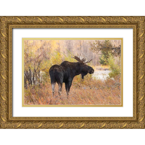 Bull moose in autumn-Grand Teton National Park-Wyoming Gold Ornate Wood Framed Art Print with Double Matting by Jones, Adam