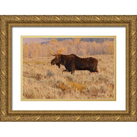 Bull moose in autumn-Grand Teton National Park-Wyoming Gold Ornate Wood Framed Art Print with Double Matting by Jones, Adam
