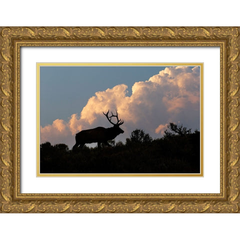Bull elk or wapiti silhouetted on ridge at sunrise-Yellowstone National Park-Wyoming Gold Ornate Wood Framed Art Print with Double Matting by Jones, Adam