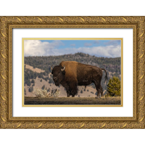 American Bison Yellowstone National Park-Wyoming Gold Ornate Wood Framed Art Print with Double Matting by Jones, Adam
