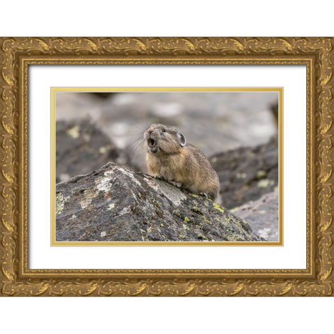 Pika-Ochotona princeps-Yellowstone National Park-Wyoming Gold Ornate Wood Framed Art Print with Double Matting by Jones, Adam